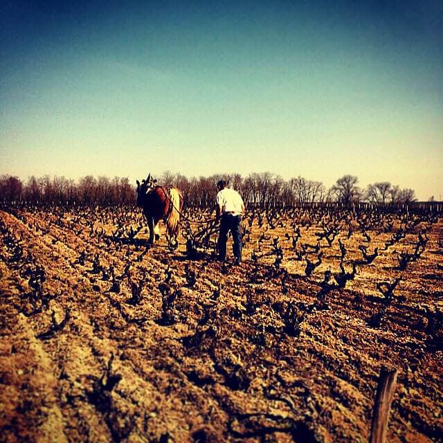 Une journée de labour à cheval dans le Beaujolais, avec Lilian Bauchet et Qualine