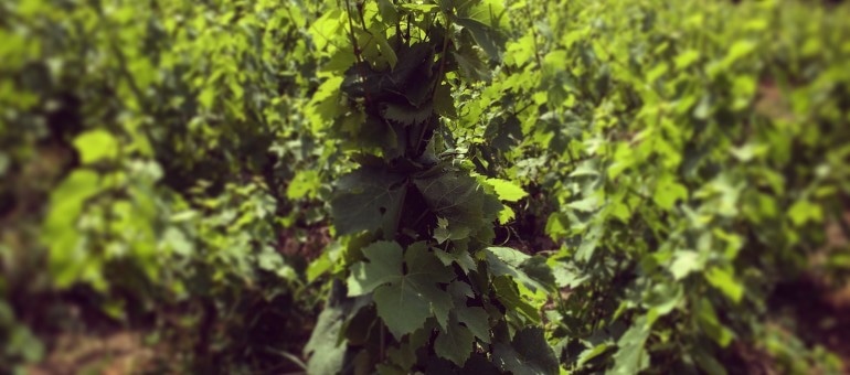 L’extrême droite va-t-elle seule se saisir de la question du vin naturel ?