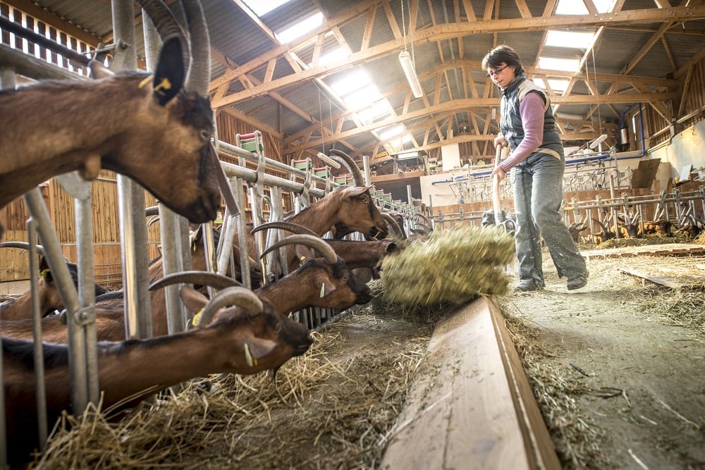 La lente féminisation de l’agriculture en Auvergne-Rhône-Alpes