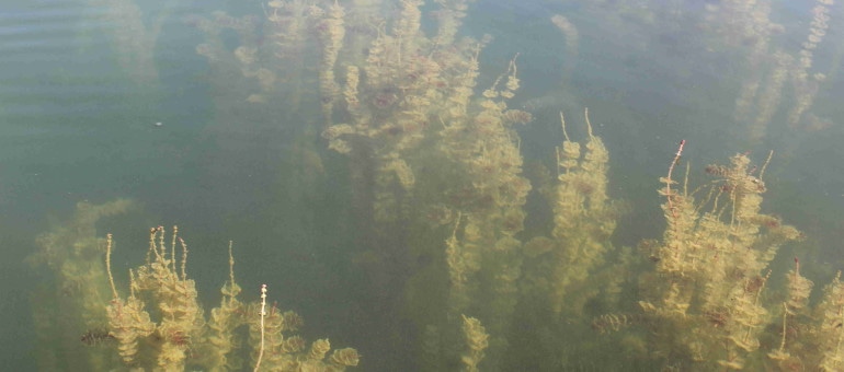 Aux lacs de Miribel et du Grand Large, les “algues” de la discorde