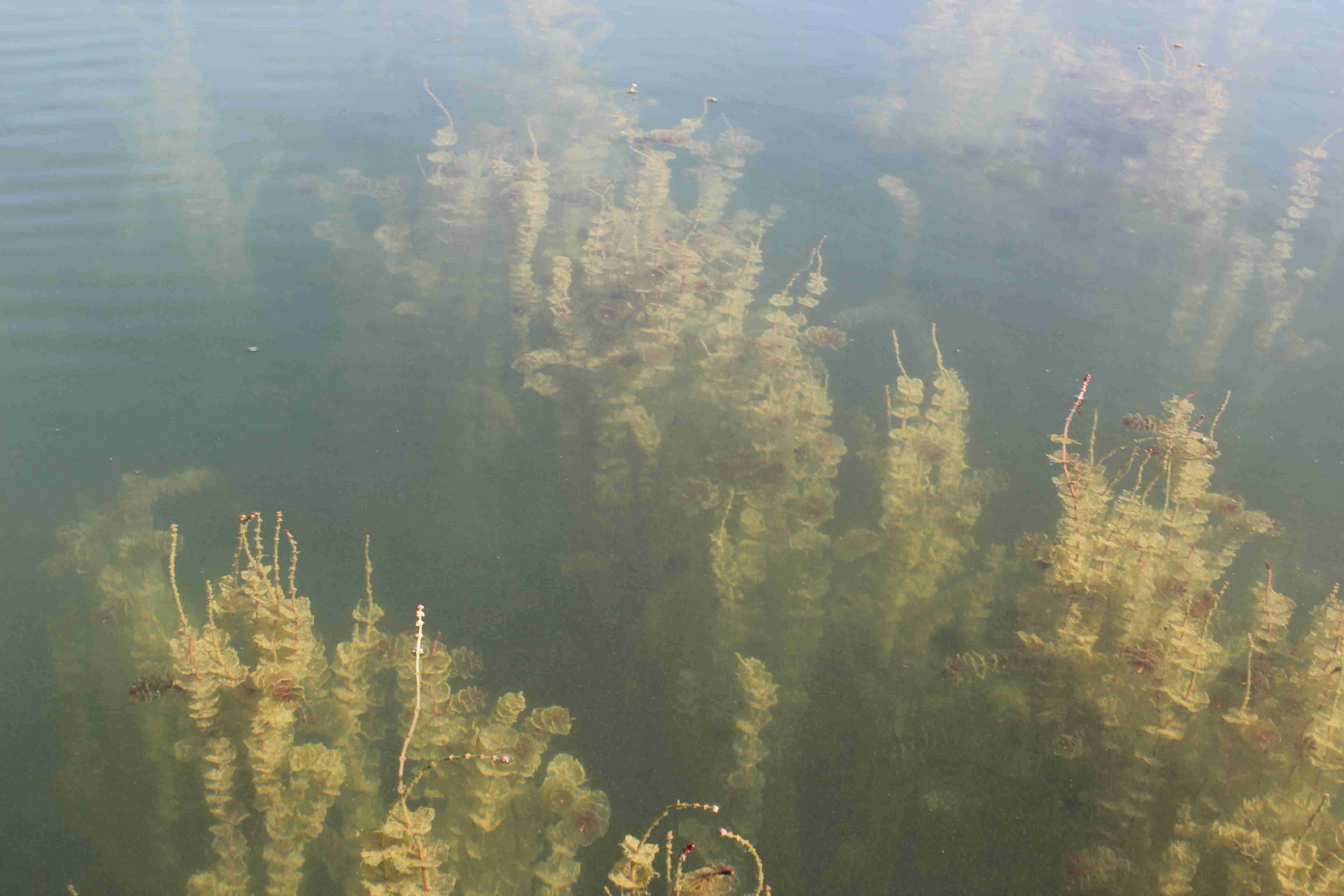 Myriophylles en épi sur le lac de Miribel (août 2015) - Crédit Eva Thiébaud