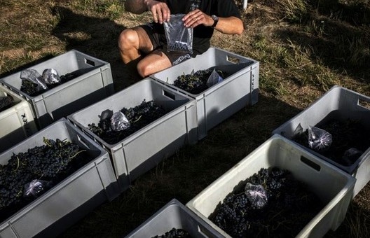 Face au changement climatique, le Beaujolais cherche le cépage idéal