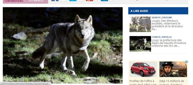 Après une séquestration, les éleveurs obtiennent l’abattage de six loups en Savoie