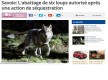 Après une séquestration, les éleveurs obtiennent l’abattage de six loups en Savoie