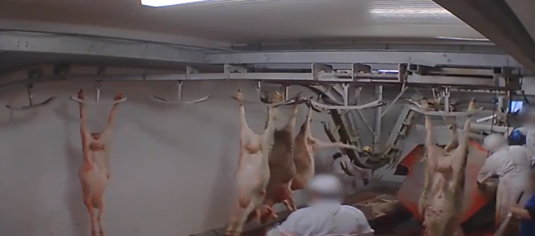 Images d’abattoirs, comédienne en soutien : comment fonctionne l’association L214 ?