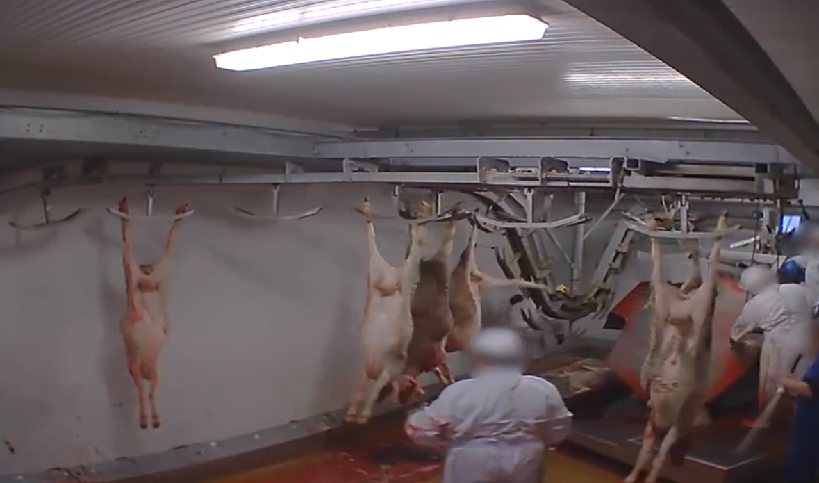 Capture d'écran de la vidéo de L214 tournée dans l'abattoir municipal d'Alès.