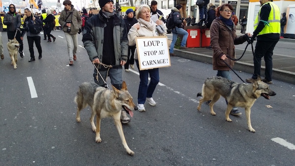 Trois chiens-loups tchèques en tête de cortège à Lyon. Ces bêtes sont un croisement entre un berger allemand et un loup des Carpates. ©LB/Rue89Lyon