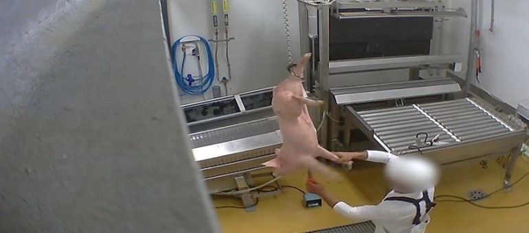 Abattoir certifié bio du Vigan : nouvelle vidéo choc signée L214