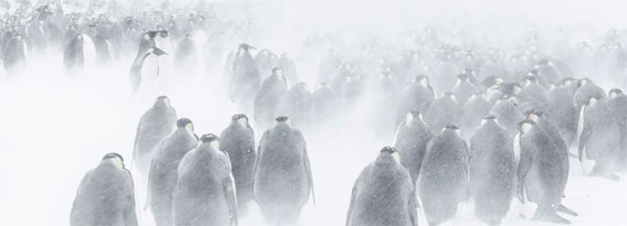 Antarctica au musée des Confluences, ou les hallucinations polaires