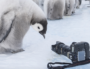 [Vidéo] « Antarctica », une expo pour se rafraîchir