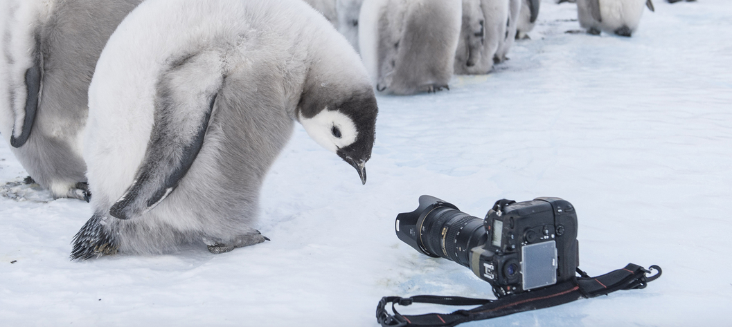 [Vidéo] « Antarctica », une expo pour se rafraîchir