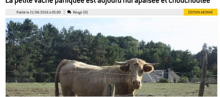 La vachette évadée d’un abattoir coule des jours heureux