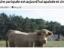 La vachette évadée d’un abattoir coule des jours heureux
