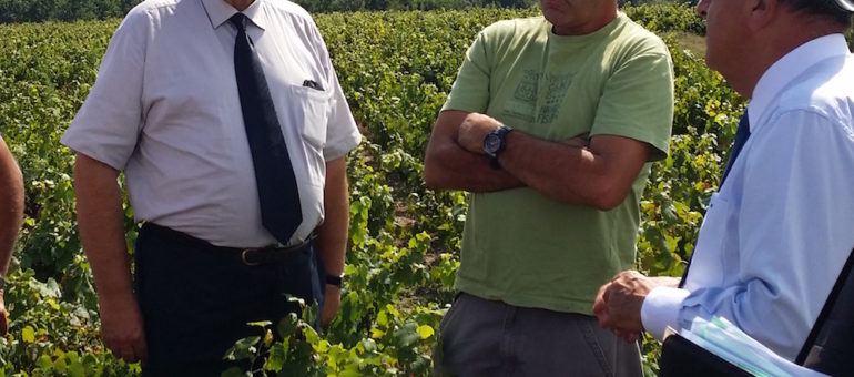Le Beaujolais touché par une nouvelle calamité, la grêle