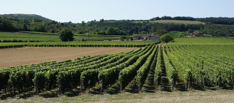 Vin, pesticides et riverains : le Mâconnais s’en sortira-t-il ?