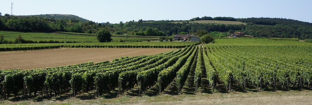 Vin, pesticides et riverains : le Mâconnais s’en sortira-t-il ?