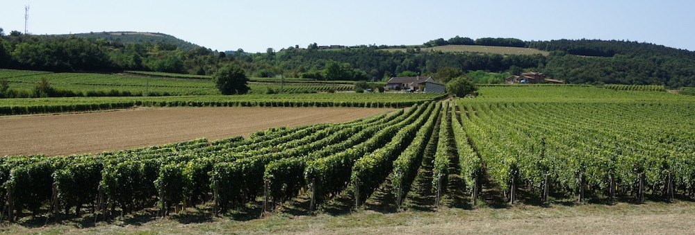 Un des villages du Mâconnais, Prissé, où l'on y fait des Mâcon-Village et des Saint-Véran. ©LB/Rue89Lyon