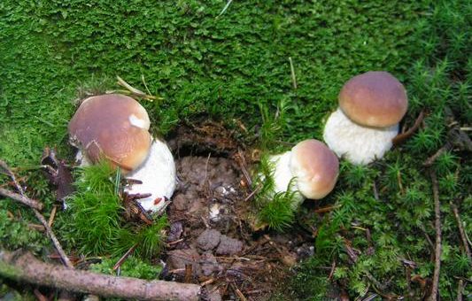 Trente ans après Tchernobyl, des champignons radioactifs en Rhône-Alpes : finie, la cueillette ?