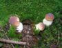 Trente ans après Tchernobyl, des champignons radioactifs en Rhône-Alpes : finie, la cueillette ?
