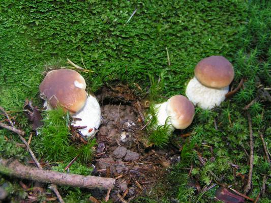 Trente ans après Tchernobyl, des champignons radioactifs en Rhône-Alpes : finie, la cueillette ?