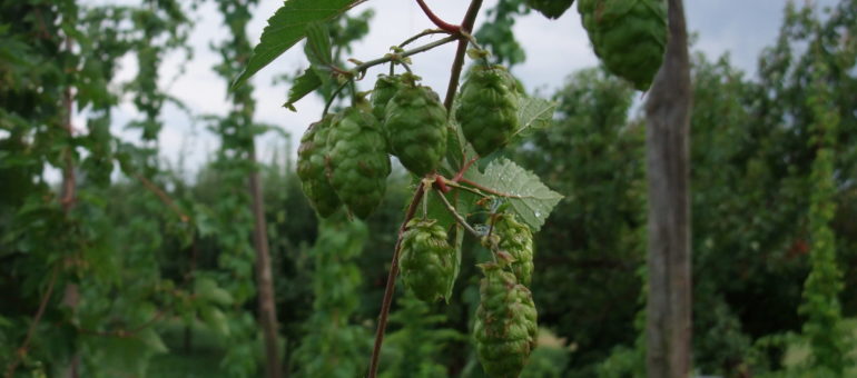 Des filières locales de malt et de houblon pour nourrir l’« ogre brassicole «