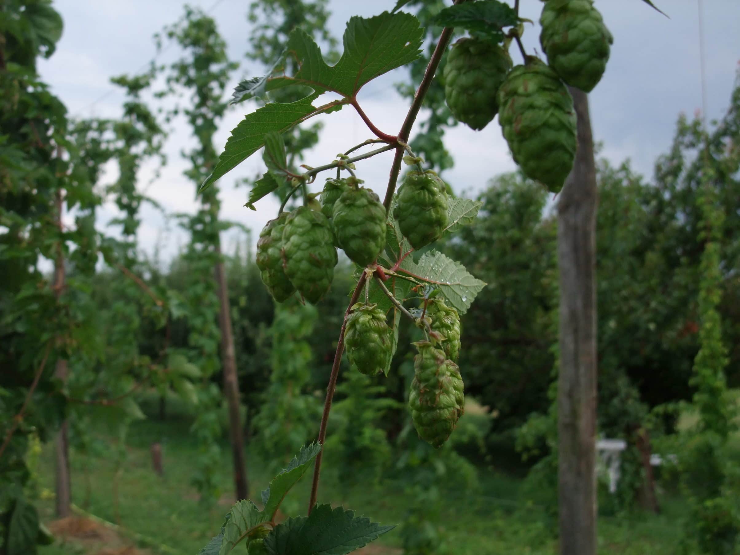 Des filières locales de malt et de houblon pour nourrir l’« ogre brassicole « 