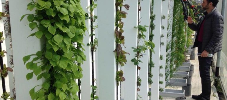 Les fermes urbaines : cultiver à la verticale pour nourrir Lyon ?