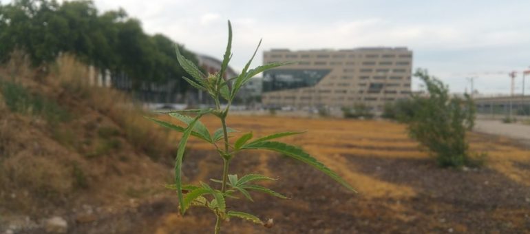 Quelle tête a la plantation artistique que la police a détruite, croyant découvrir un champ de cannabis ?