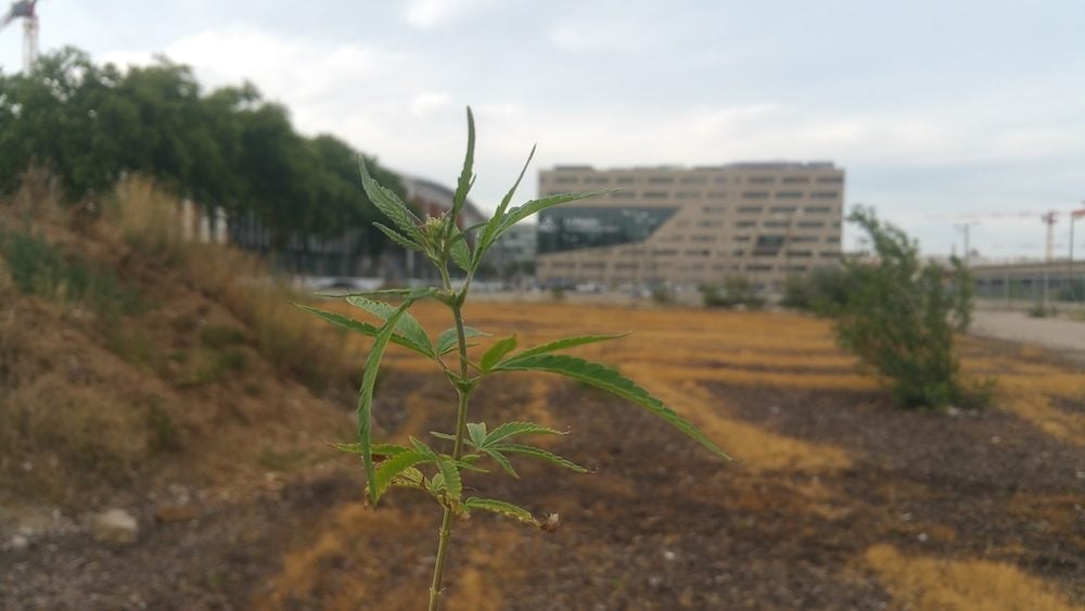 Un des rare plans de chanvre à avoir résisté au passage de la police. ©MD/Rue89Lyon