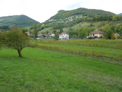 Une des dernières vignes du pays voironnais