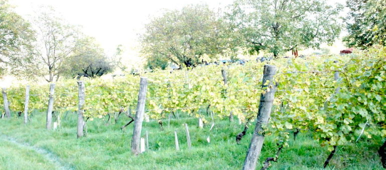 Dans l’Y Grenoblois, les dingues font renaître le vin