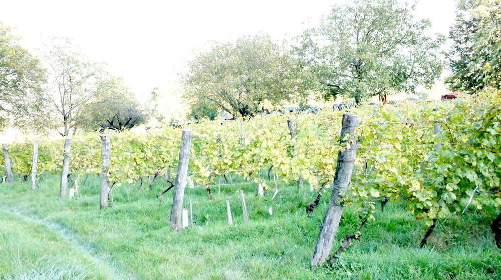 Vignes de la vallée du Grésivaudan, entre Chambéry et Grenoble. Au Touvet, Domaine des Rutissons