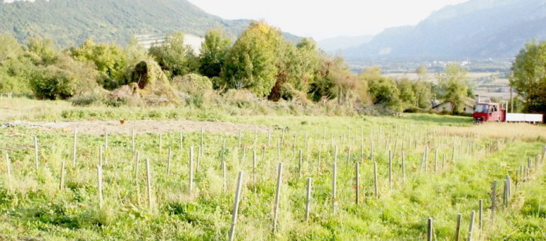 Le premier syndicat dédié au vin naturel créé en France : avance-t-on vers une certification ?