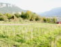 Une vigne de servanin plantée en 2016 par Sébastien Bénard dans sa propriété de La Buisse. Au fond, la vallée de l'Isère. ©LB/Rue89Lyon