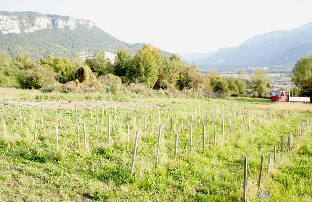 Une vigne de servanin plantée en 2016 par Sébastien Bénard dans sa propriété de La Buisse. Au fond, la vallée de l'Isère. ©LB/Rue89Lyon