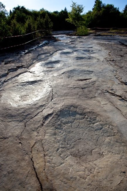 La piste de sauropode, à Plagne, dans l'Ain. © P.Dumas / CNRS