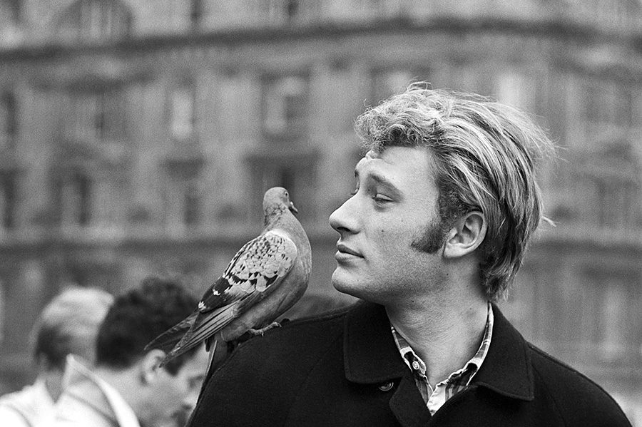 Johnny Hallyday avec un pigeon sur l'épaule à Londres à l'occasion du Royal Variety Performance - 1965 © Copyright : DR