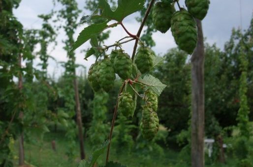 Des filières locales de malt et de houblon en pleine maturation en Auvergne-Rhône-Alpes