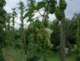 Des filières locales de malt et de houblon en pleine maturation en Auvergne-Rhône-Alpes