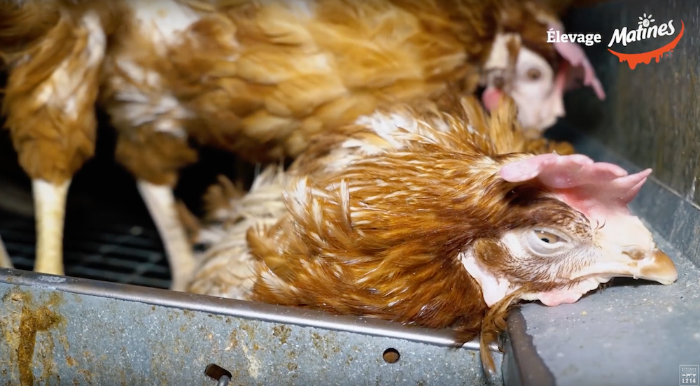 Image issue de la vidéo publiée par L214. Poules dans un élevage de la Somme.