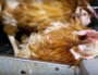 Image issue de la vidéo publiée par L214. Poules dans un élevage de la Somme.