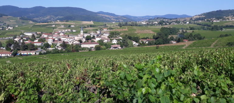 Lyon : Beaujolais nouveau, à boire cette semaine… ou à laisser vieillir