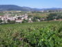 Vignoble autour de Lentigné