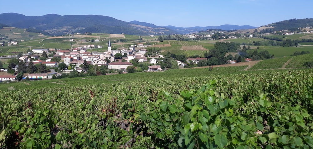 Vignoble autour de Lentigné