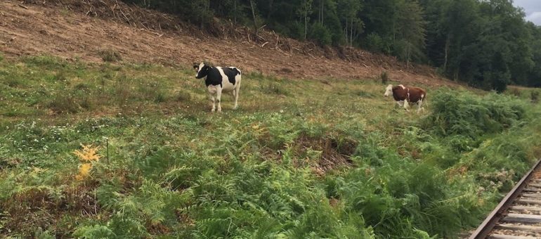 La démographie de la région en chiffres : la Haute-Savoie explose les compteurs, le Cantal et l’Allier en recul