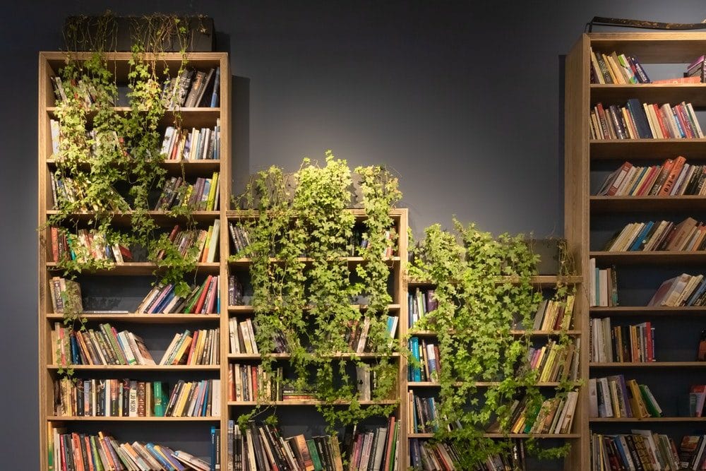 Des plantes et une bibliothèque ©Paweł Czerwiński