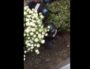 La BAC de Lyon dans une résidence privée du quartier de Gerland, en train de chasser des participants à la manif des "gilets jaunes" du samedi 6 avril.