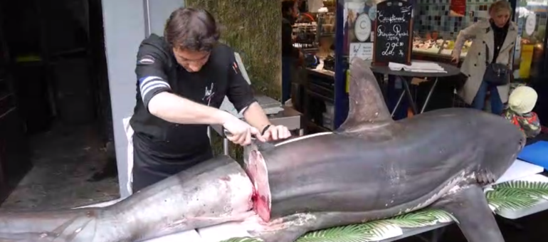 Le requin renard découpé par le poissonnier de la Croix-Rousse provient d’une espèce vulnérable