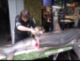 Un requin renard découpé par un poissonnier MOF de la Croix-Rousse à Lyon. Il provient d'une espèce protégée. Capture d'écran du petit film réalisé par Le Progrès. ©Rue89Lyon