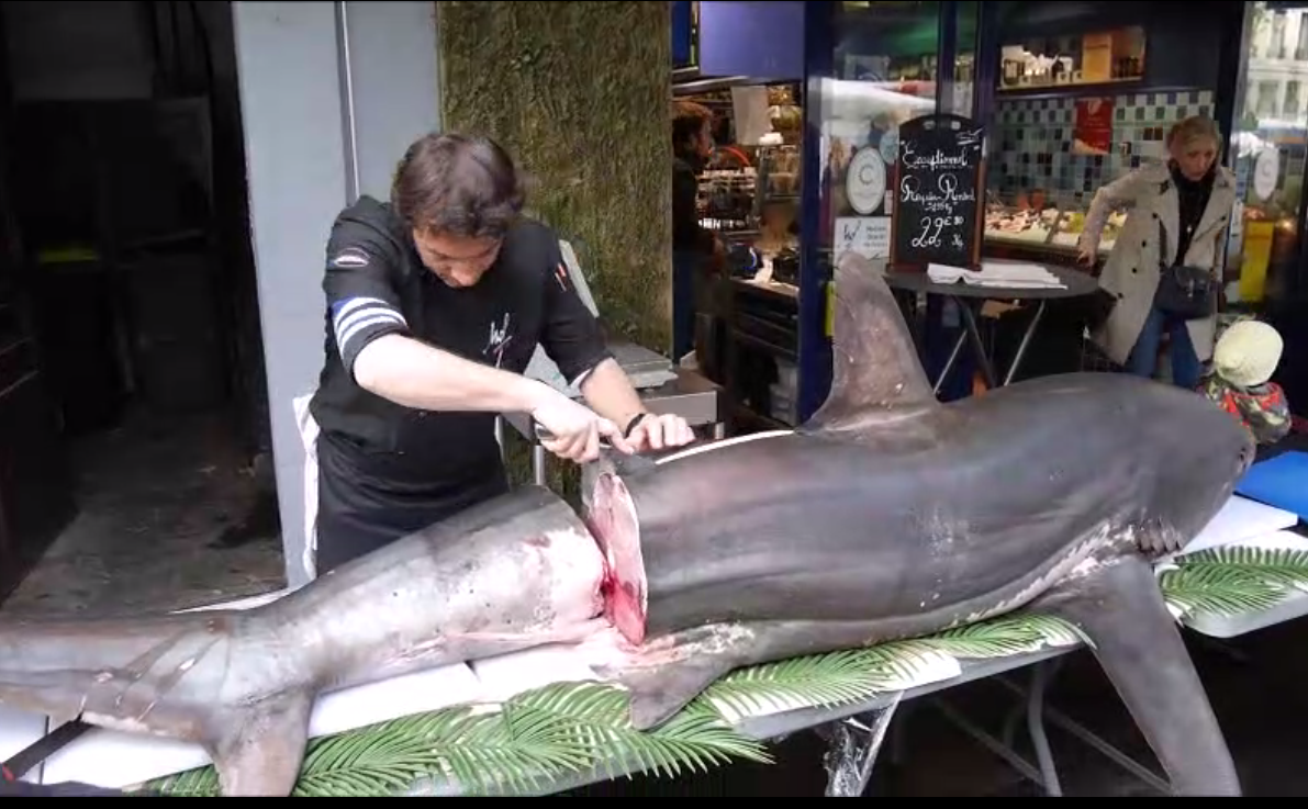 Un requin renard découpé par un poissonnier MOF de la Croix-Rousse à Lyon. Il provient d'une espèce protégée. Capture d'écran du petit film réalisé par Le Progrès. ©Rue89Lyon